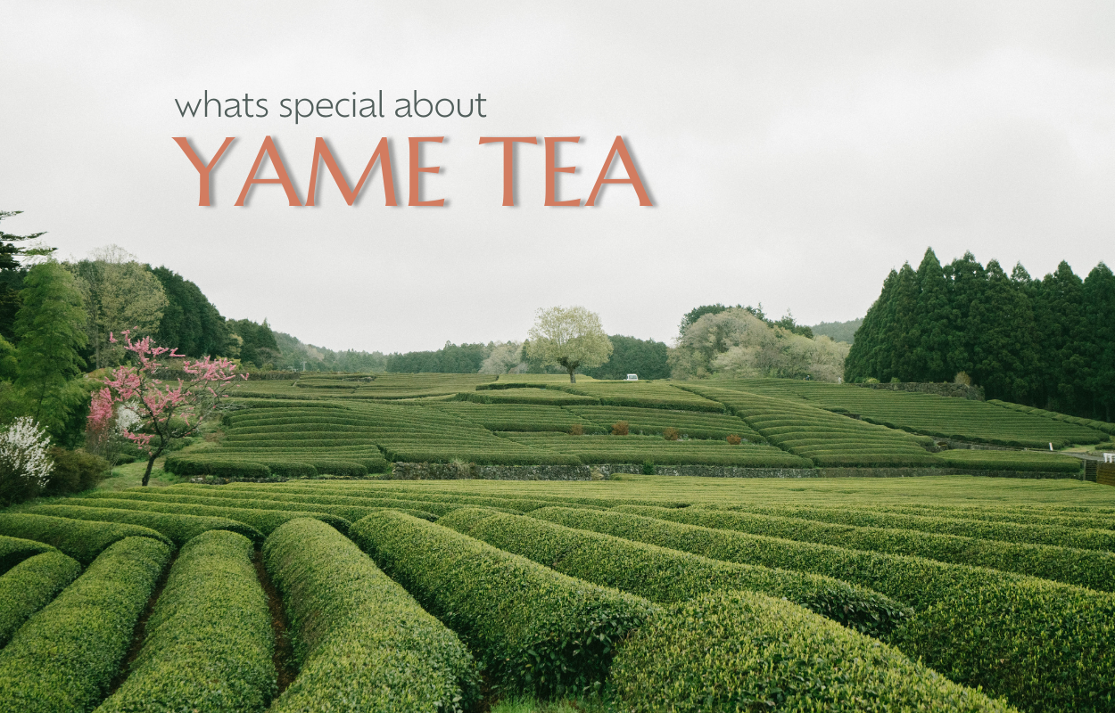 What's So Special About Yame Tea?