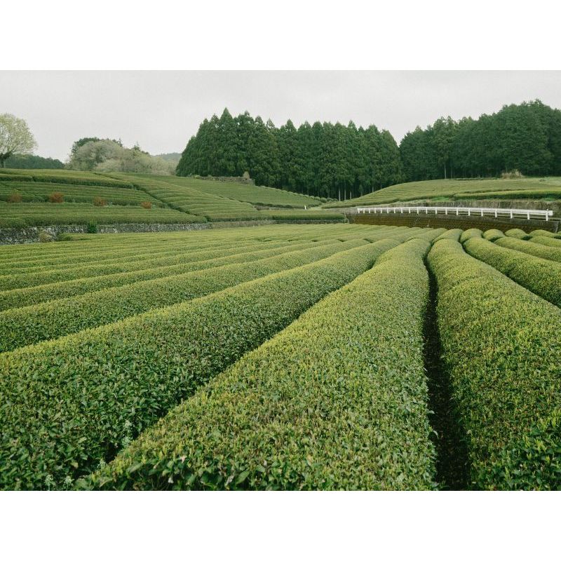 Sencha arrancada a mano