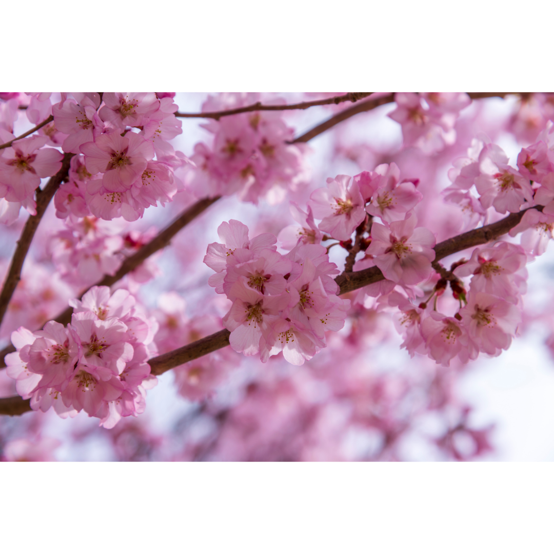 Cherry Blossom Tea | Sakura Impérial | The Cultured Cup®